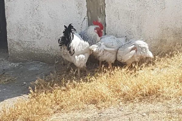 Salaşk | VIP Çadır Kamp Alanı, VIP Karavan Park Alanı - Resim 14