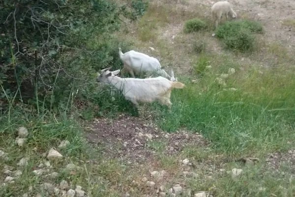 Salaşk | VIP Çadır Kamp Alanı, VIP Karavan Park Alanı - Resim 10