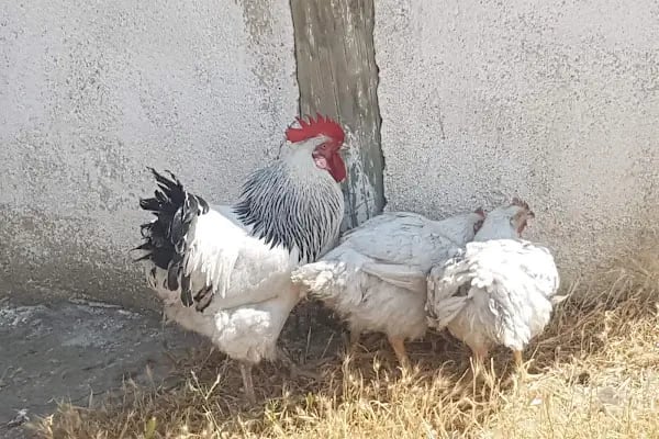 Salaşk | VIP Çadır Kamp Alanı, VIP Karavan Park Alanı - Resim 5