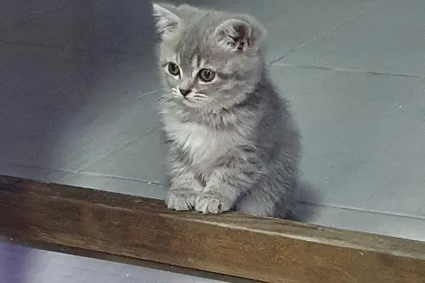 BİG PET SHOP - Resim 8