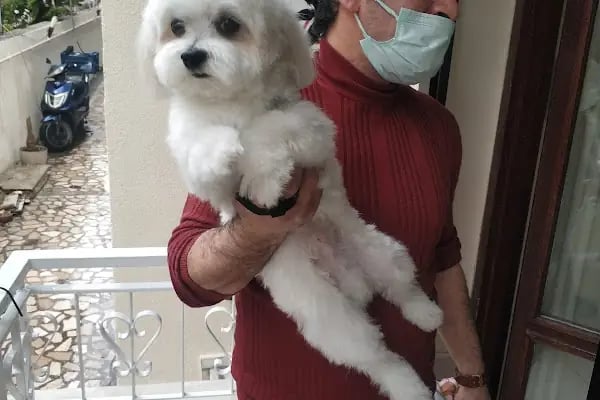 Medıcıne Veteriner Kliniği - Resim 6