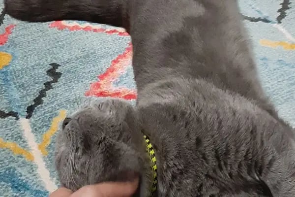 Medıcıne Veteriner Kliniği - Resim 4