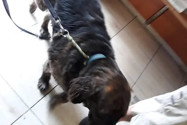 Medıcıne Veteriner Kliniği - Resim 13