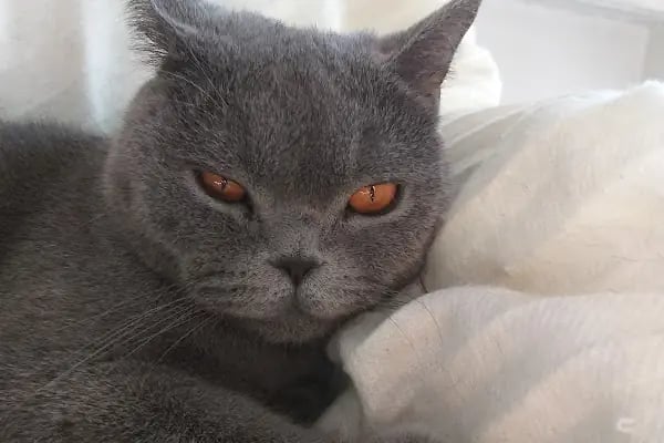 Medıcıne Veteriner Kliniği - Resim 1