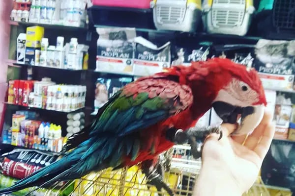 Nehir pet shop ve akvaryum - Resim 7
