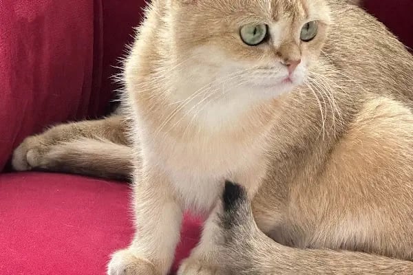 KONYA-PET Veteriner Kliniği. | Acil |Veteriner ilaç|Konya Veteriner | Nöbetçi Veteriner - Resim 10