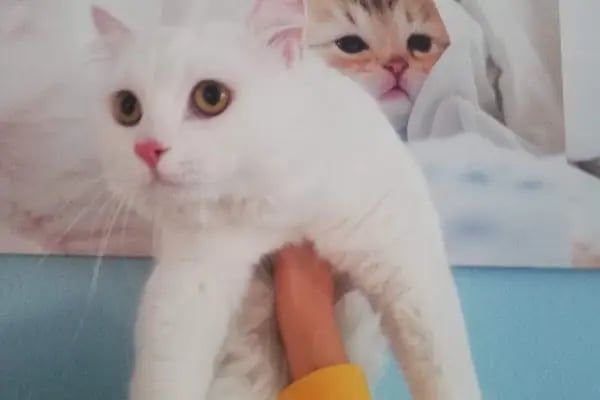 KONYA-PET Veteriner Kliniği. | Acil |Veteriner ilaç|Konya Veteriner | Nöbetçi Veteriner - Resim 15