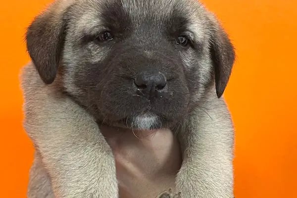 KONYA-PET Veteriner Kliniği. | Acil |Veteriner ilaç|Konya Veteriner | Nöbetçi Veteriner - Resim 3