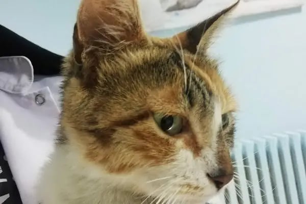 KONYA-PET Veteriner Kliniği. | Acil |Veteriner ilaç|Konya Veteriner | Nöbetçi Veteriner - Resim 7