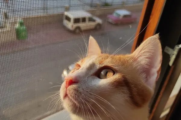KONYA-PET Veteriner Kliniği. | Acil |Veteriner ilaç|Konya Veteriner | Nöbetçi Veteriner - Resim 18