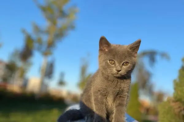 KONYA-PET Veteriner Kliniği. | Acil |Veteriner ilaç|Konya Veteriner | Nöbetçi Veteriner - Resim 2