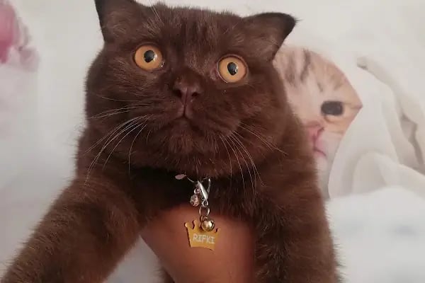 KONYA-PET Veteriner Kliniği. | Acil |Veteriner ilaç|Konya Veteriner | Nöbetçi Veteriner - Resim 20