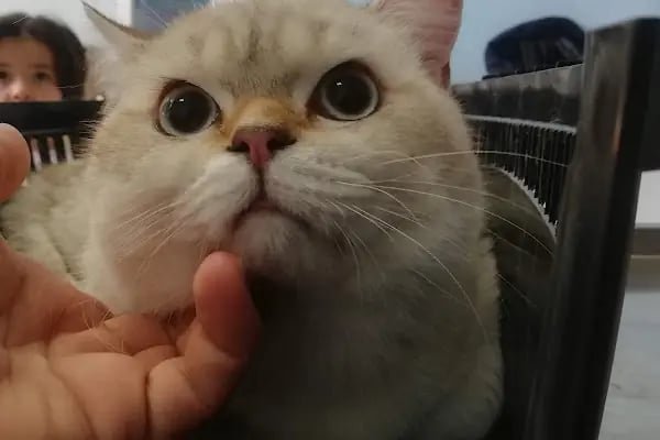 KONYA-PET Veteriner Kliniği. | Acil |Veteriner ilaç|Konya Veteriner | Nöbetçi Veteriner - Resim 19