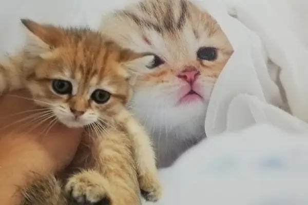 KONYA-PET Veteriner Kliniği. | Acil |Veteriner ilaç|Konya Veteriner | Nöbetçi Veteriner - Resim 16
