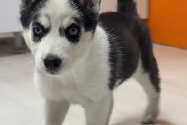 KONYA-PET Veteriner Kliniği. | Acil |Veteriner ilaç|Konya Veteriner | Nöbetçi Veteriner - Resim 14
