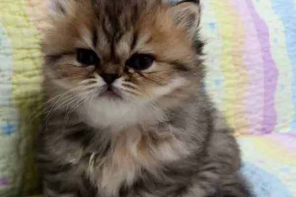KONYA-PET Veteriner Kliniği. | Acil |Veteriner ilaç|Konya Veteriner | Nöbetçi Veteriner - Resim 9