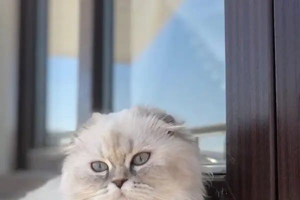 KONYA-PET Veteriner Kliniği. | Acil |Veteriner ilaç|Konya Veteriner | Nöbetçi Veteriner - Resim 5