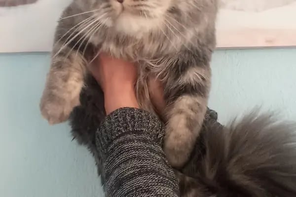 KONYA-PET Veteriner Kliniği. | Acil |Veteriner ilaç|Konya Veteriner | Nöbetçi Veteriner - Resim 12