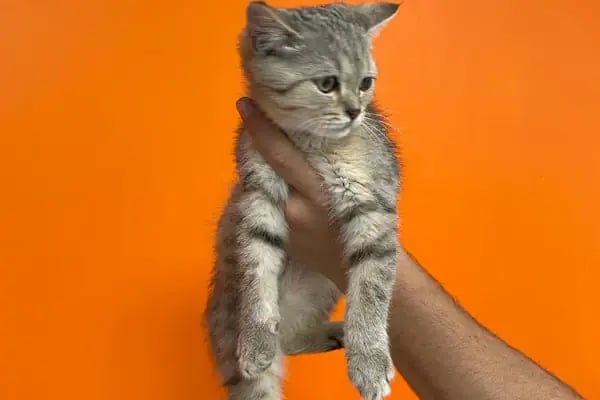 KONYA-PET Veteriner Kliniği. | Acil |Veteriner ilaç|Konya Veteriner | Nöbetçi Veteriner - Resim 4