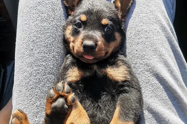 KONYA-PET Veteriner Kliniği. | Acil |Veteriner ilaç|Konya Veteriner | Nöbetçi Veteriner - Resim 6