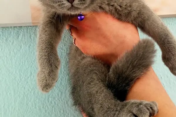 KONYA-PET Veteriner Kliniği. | Acil |Veteriner ilaç|Konya Veteriner | Nöbetçi Veteriner - Resim 17
