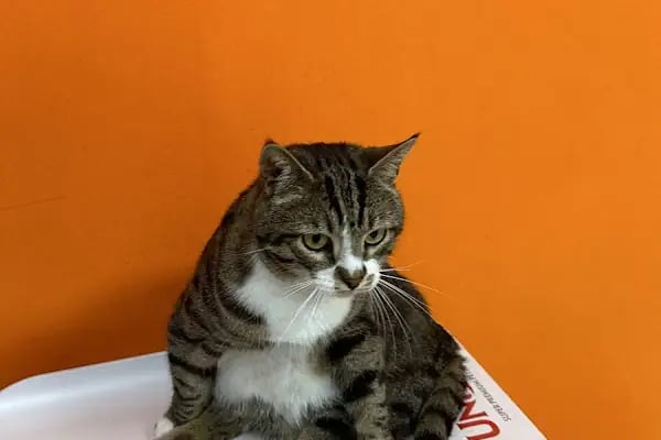 KONYA-PET Veteriner Kliniği. | Acil |Veteriner ilaç|Konya Veteriner | Nöbetçi Veteriner - Resim 13