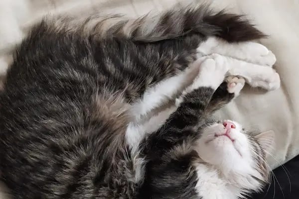 Petzilla Veteriner Muayenehanesi - Resim 9