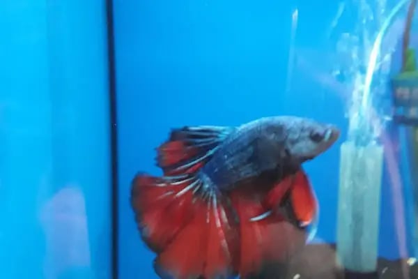 My Jumbo Petshop ( ALO MAMA ) - Resim 5
