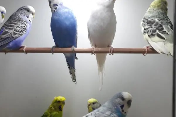 My Jumbo Petshop ( ALO MAMA ) - Resim 9