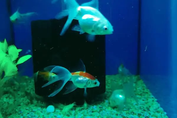 My Jumbo Petshop ( ALO MAMA ) - Resim 15
