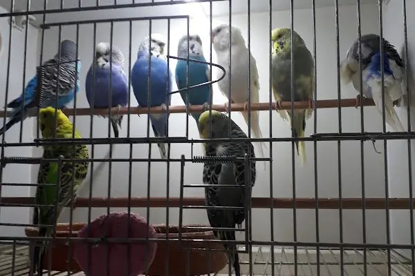 My Jumbo Petshop ( ALO MAMA ) - Resim 14
