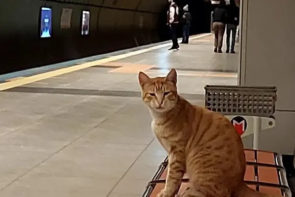 Huzurevi Metro İstasyonu - Resim 14