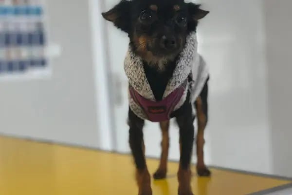Petstory Veteriner Kliniği 7/24 Küçükçekmece - Resim 16