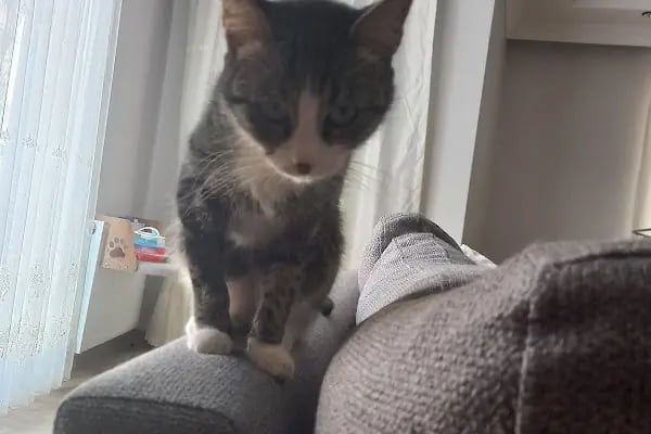 Petstory Veteriner Kliniği 7/24 Küçükçekmece - Resim 9