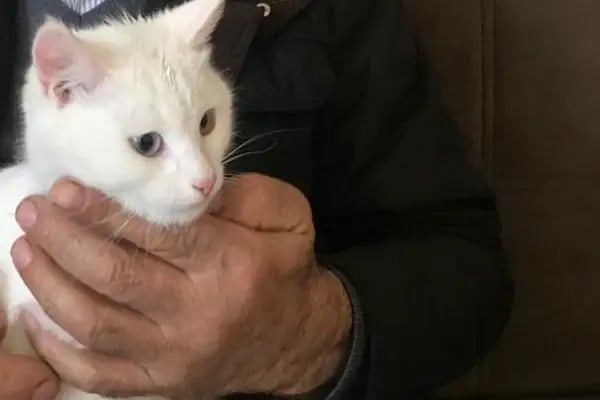 Petstory Veteriner Kliniği 7/24 Küçükçekmece - Resim 8
