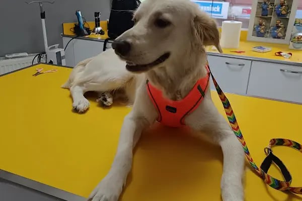 Petstory Veteriner Kliniği 7/24 Küçükçekmece - Resim 1