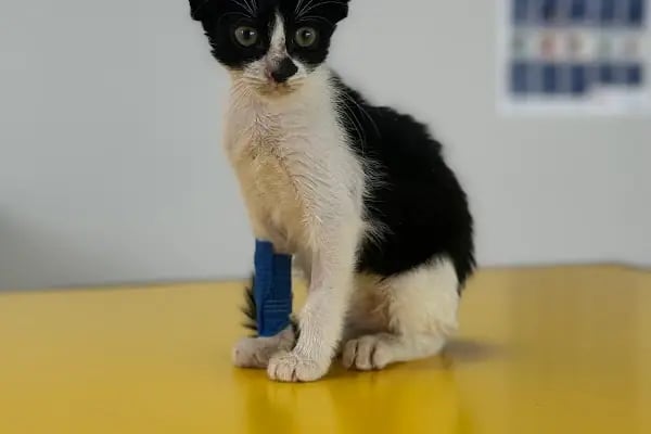 Petstory Veteriner Kliniği 7/24 Küçükçekmece - Resim 6