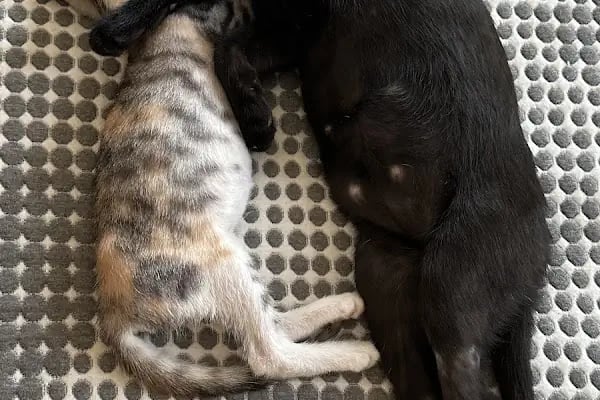 Petstory Veteriner Kliniği 7/24 Küçükçekmece - Resim 12
