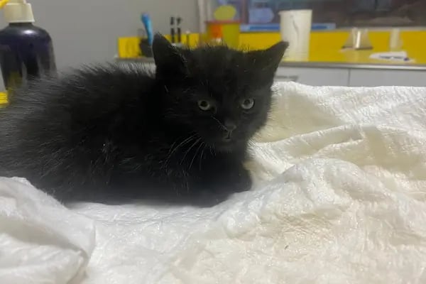 Petstory Veteriner Kliniği 7/24 Küçükçekmece - Resim 7