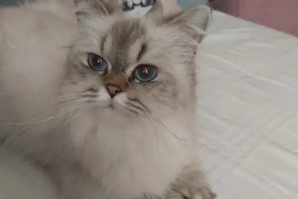 Petstory Veteriner Kliniği 7/24 Küçükçekmece - Resim 11