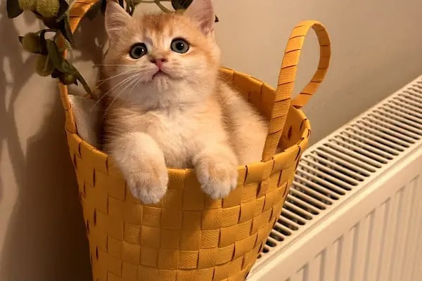 Petstory Veteriner Kliniği 7/24 Küçükçekmece - Resim 3