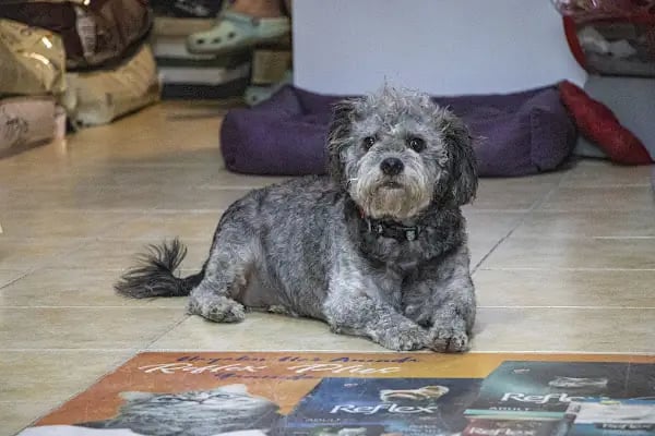Freya Pet Shop - Resim 17