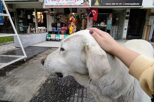 Freya Pet Shop - Resim 3