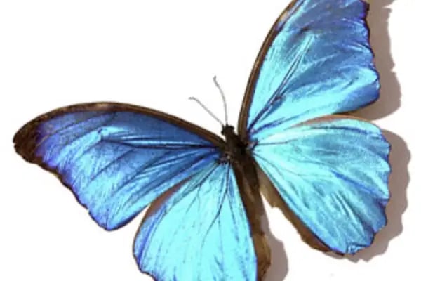 Uzm. Psikolog Işıl Bektaş (Morpho Psikolojik Danışmanlık Merkezi) - Resim 6