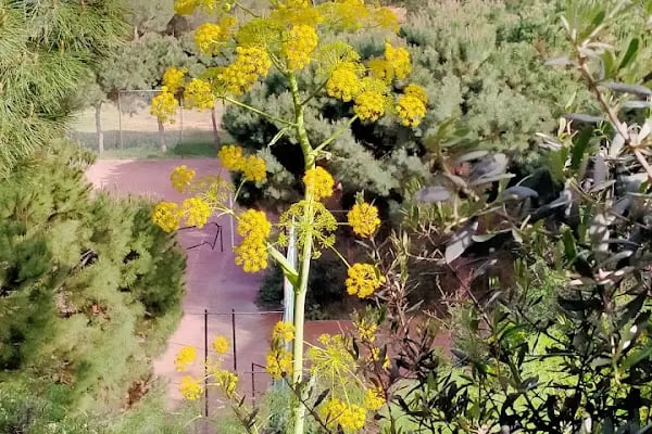 Bağla Sitesi (BAĞLA KOYU EVLERİ) - Resim 10