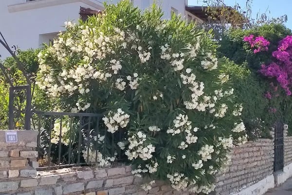 Bağla Sitesi (BAĞLA KOYU EVLERİ) - Resim 1