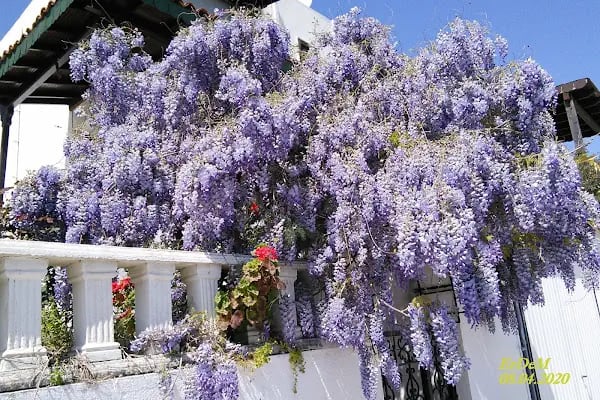 Bağla Sitesi (BAĞLA KOYU EVLERİ) - Resim 13