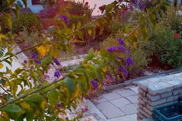 Bağla Sitesi (BAĞLA KOYU EVLERİ) - Resim 8