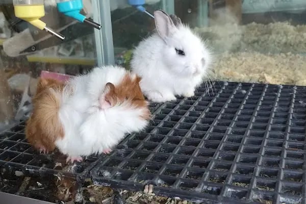 Tweety petshop huzurevleri - Resim 2