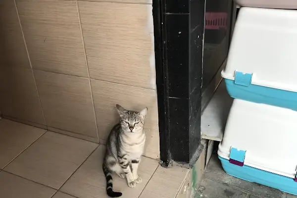 Balçova Kerem Petshop - Resim 12